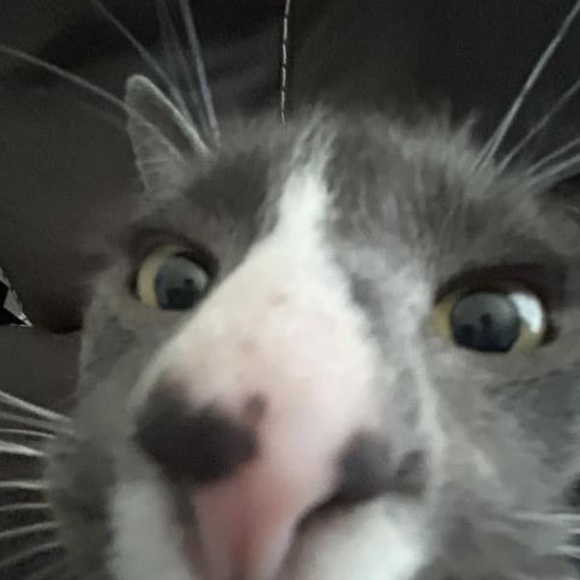 Meet your Posher, Duston - Picture 1 of 1